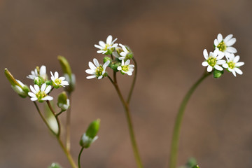 Bittercress flowers