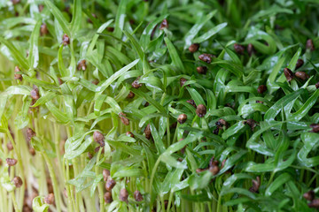 fresh micro green morning glory sprouts in tray , organic farm