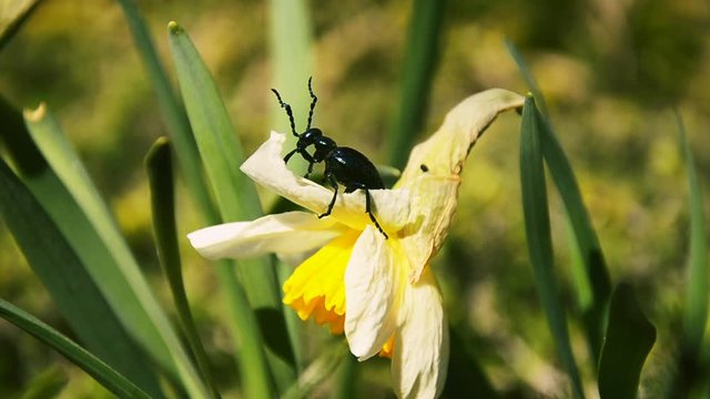 
Proscarabaeus Meloe blister insect beetle in wildlife, Blue beattle (coleoptera) sits on a daffodil flower  in spring on a windy day. Large, dark metallic blue insect.