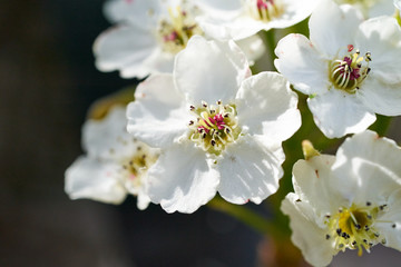 a close-up of the cherry blossom flowers (Prunus Speciosa)