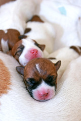 little puppy Jack Russell Terrier and his brothers sleep on his mom, New life, motherhood, vertical format