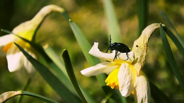 Proscarabaeus Meloe blister insect beetle in wildlife, Blue beattle (coleoptera) eats narcissus flower in spring on a windy day. Large, dark metallic blue insect.