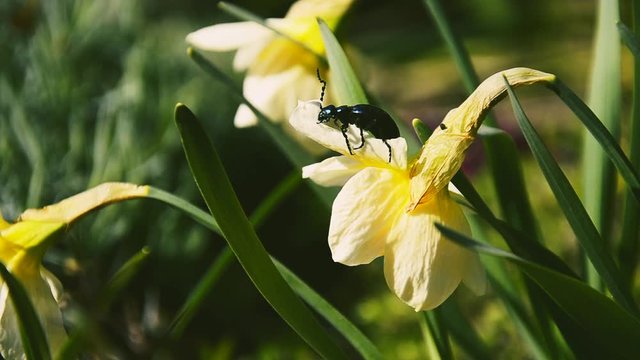 Proscarabaeus Meloe blister insect beetle in wildlife, Blue beattle (coleoptera) eats narcissus flower in spring on a windy day. Large, dark metallic blue insect.
