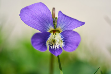 a close-up of Viola sororia, known commonly as the common blue violet