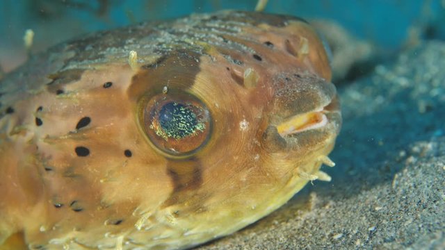 pufferfish underwater hiding sweet close up eyes