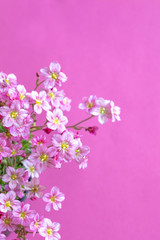 zarte rosa Blümchen, Blütenteppich