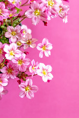 Fototapeta na wymiar zarte rosa Blümchen, Blütenteppich