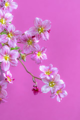Naklejka na ściany i meble zarte rosa Blümchen, Blütenteppich