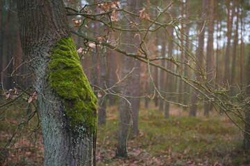 Mech obrastający drzewo