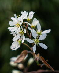 Blüten einer Kupferfelsenbirne (Amelanchier lamarckii)