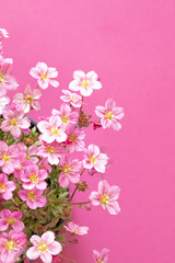Fototapeta na wymiar zarte rosa Blümchen, Blütenteppich