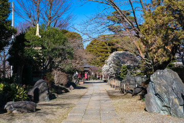 飯能市 観音寺 参道
