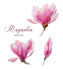 Pink magnolia watercolor flowers isolated on white background