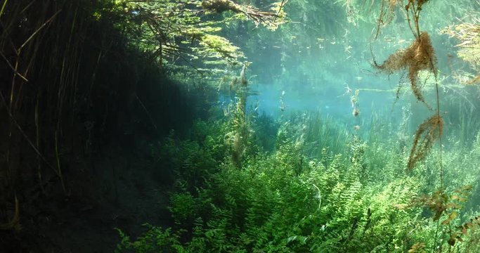 underwater freshwater lake river spring scenery with grasses and algae reflections and sun beams azmak river akyaka