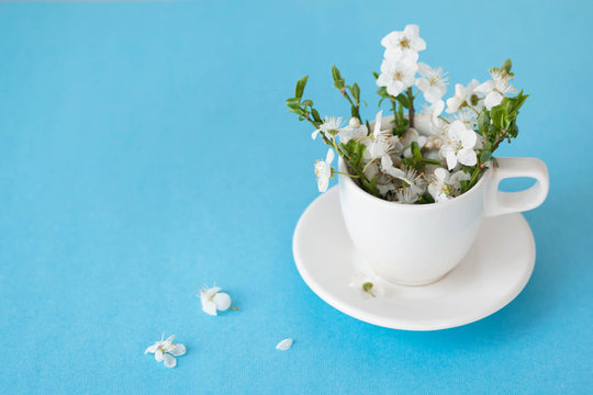 Blooming spring branches in a white cup on a saucer on a blue background. The concept of spring indoors