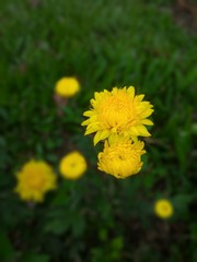 yellow dandelions on green background