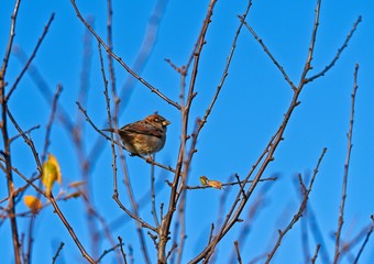 sparrow on a branch
