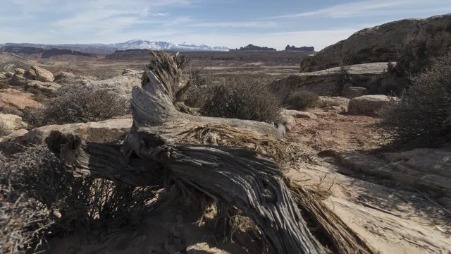 Motion timelapse camera tracks past a dead tree and tilts up to reveal the distant La Sal Mountains. Wispy high cloud flows overhead and a lizard scurries around.