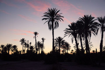 Obraz premium Siluetas de palmeras al atardecer con un cielo azul rojizo