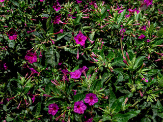 Obraz premium Flores en la noche