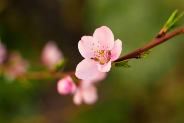 beautiful spoutdoor, flower, leaf, nature, blossom, apple, color, cherry, background, tree, season, white, bloom, spring, flora, garden, sunlight, springtime, sring colors, apple blossoms and cherries