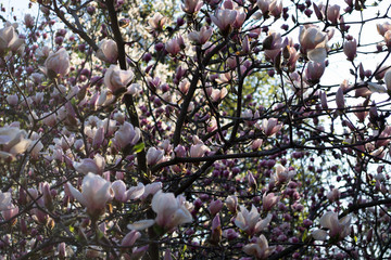 pink flowering magnoli in spring
