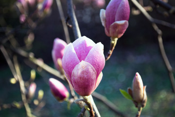 pink flowering magnoli in spring
