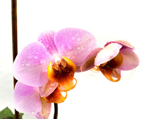 Orchid flower and drops of water, side view