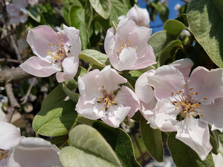 wild flowers in spring season isolated in blue or green background in greece