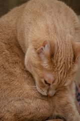 The concept of comfort in the house. A beautiful red-haired shorthair cat washing herself on the couch.