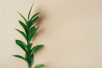 Fresh green branch on a beige background. Minimal concept. Flat lay, copy space.