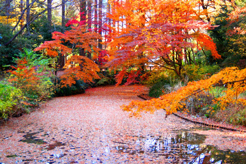 Fototapeta na wymiar 紅葉で埋められた池
