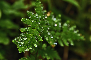 rain drops on a leaf