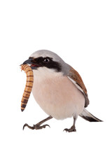 Red-backed Shrike beak contains a flour worm isolated on white