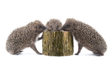 Three hedgehogs near hemp tree isolated on a white background.