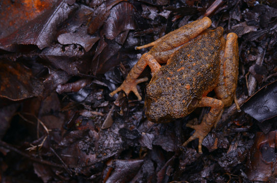 close  up image of a beautiful Kinabalu Slender Litter Frog -  Leptolalax arayai 
