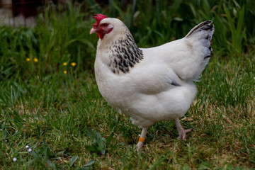 Naklejka na ściany i meble poule