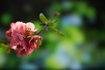 plants, greenery, nature, feuille, trees, ganja, cannabis, flower, gras, macro, hemp, cactus, pine, close up, medicine, natural, mangrove, close up, herb, feuille, isolated, water, spring, jardin 