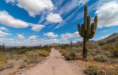 Sagauro Cactus Along  Desert Hiking Trail In Scottsdale, AZ