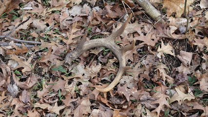 Shed Antler from Whitetail Buck found in the Spring
