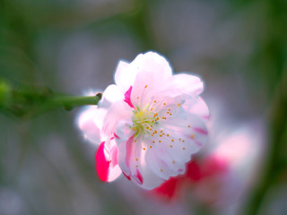 Fototapeta na wymiar 赤と白の花びらハナモモ