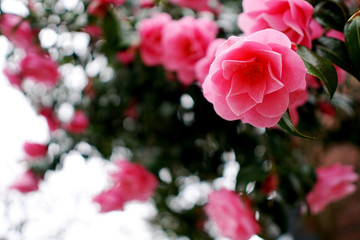 pink camelias in a garden