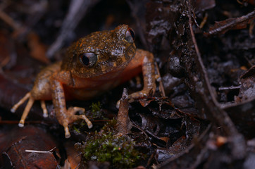 close  up image of a beautiful Kinabalu Slender Litter Frog -  Leptolalax arayai 