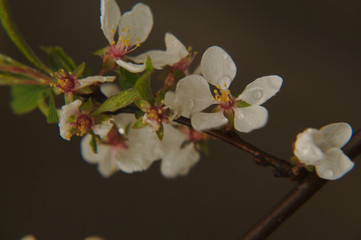 Apple tree blossom close-up in soft light.