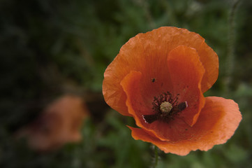 Poppy flowers and buds in the evening light.