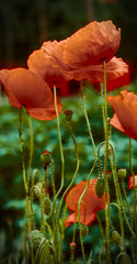 Poppy flowers and buds in the evening light.