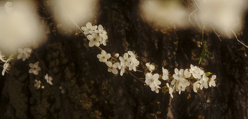 Apple tree blossom close-up in soft light.