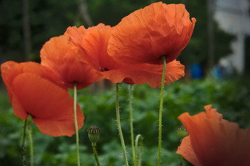 Poppy flowers and buds in the evening light.