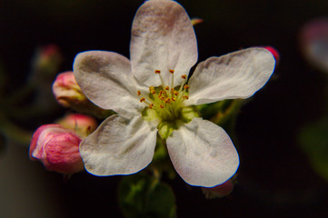Apple tree blossom close-up in soft light.