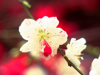 赤のアクセントが入った花びらハナモモ